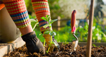 ir-poultry-waste-apply-poultry-waste